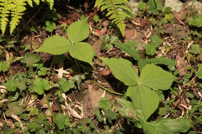 Trillium tschonoskii, photographed by Lin Scott