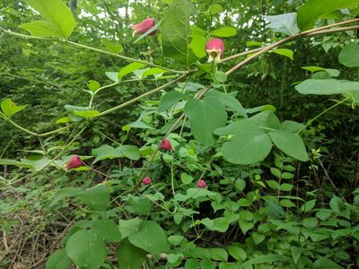 Clematis glaucophylla, photographed by Alaina Krakowiak