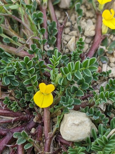 Hippocrepis biflora, photographed by Denis Bastianelli