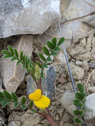 Hippocrepis biflora, photographed by Denis Bastianelli