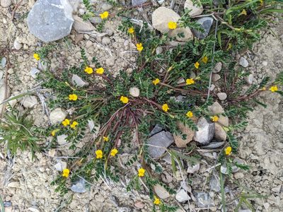 Hippocrepis biflora, photographed by Denis Bastianelli