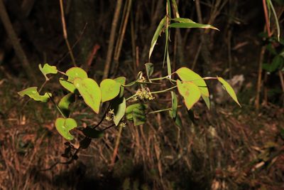 Smilax vaginata, photographed by Lin Scott
