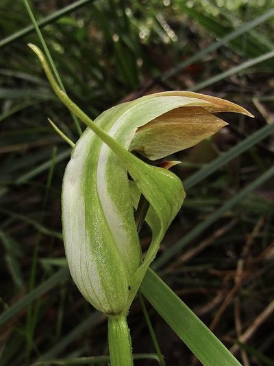 Pterostylis baptistii, photographed by Samuel Frankel