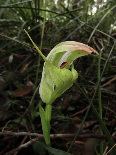 Pterostylis baptistii, photographed by Samuel Frankel