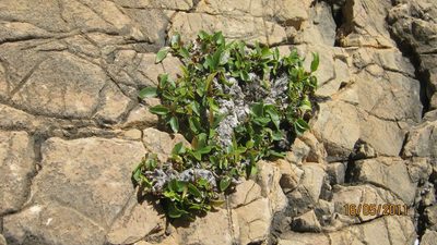 Ficus ilicina, photographed by marius