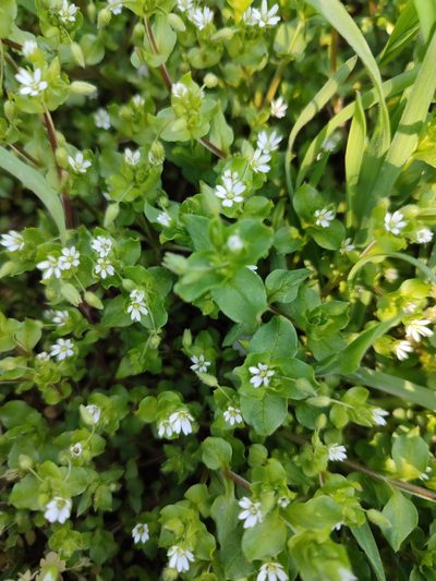 Stellaria neglecta, photographed by Иван Ковтун Ivan Kovtun