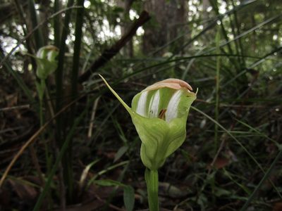 Pterostylis baptistii, photographed by Samuel Frankel