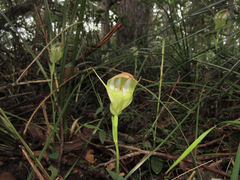 Pterostylis baptistii, photographed by Samuel Frankel