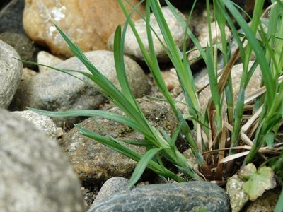 Carex torta, photographed by Michael J. Papay