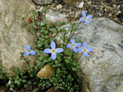Houstonia serpyllifolia, photographed by Michael J. Papay