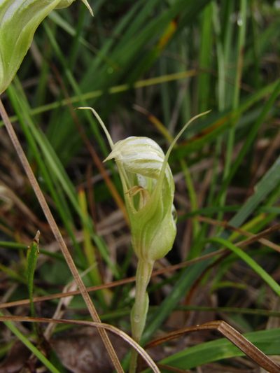 Pterostylis ophioglossa, photographed by Samuel Frankel