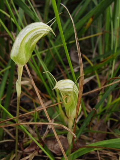 Pterostylis ophioglossa, photographed by Samuel Frankel