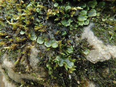 Pellia epiphylla, photographed by Michael J. Papay