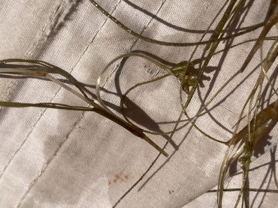 Ruppia maritima
