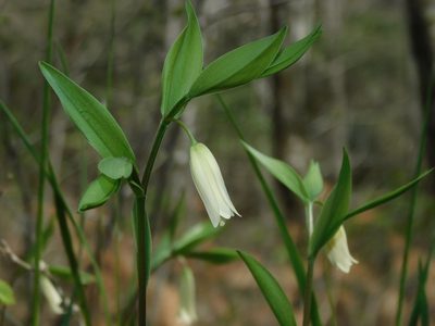 Uvularia puberula, photographed by Michael J. Papay