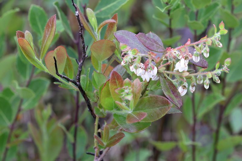 Gaylussacia mosieri, photographed by Lauren McLaurin