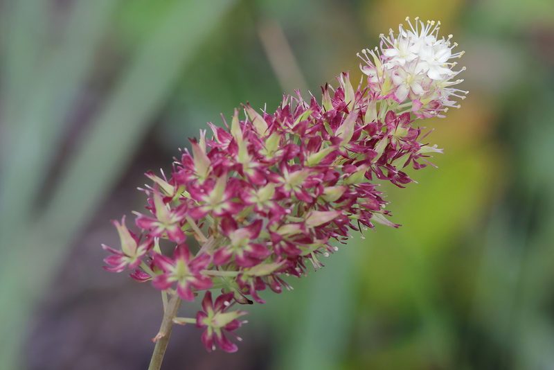 Stenanthium densum, photographed by Lauren McLaurin