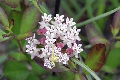 Asclepias michauxii, photographed by Lauren McLaurin