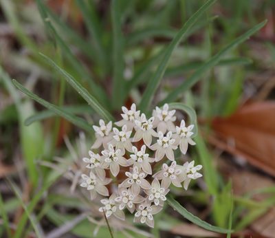Asclepias michauxii, photographed by Lauren McLaurin