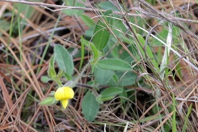 Crotalaria rotundifolia, photographed by Lauren McLaurin