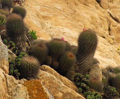 Eriosyce subgibbosa, photographed by Nicolás Villaseca Merino