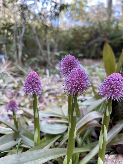 Helonias bullata, photographed by Brandon Corder