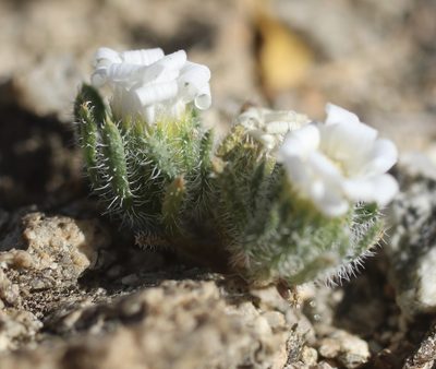 Monoptilon bellioides, photographed by Cricket Raspet