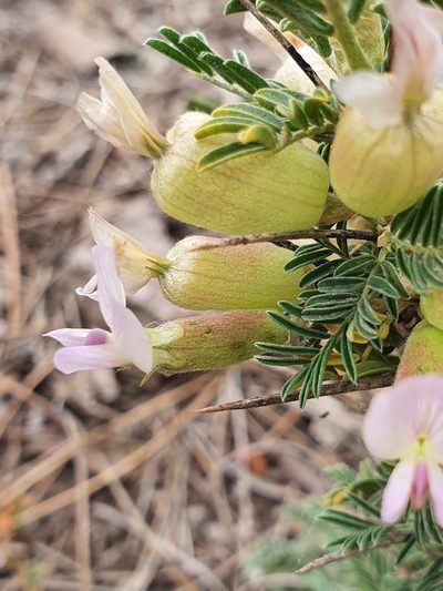 Astragalus armatus, photographed by Mehdi Chetibi