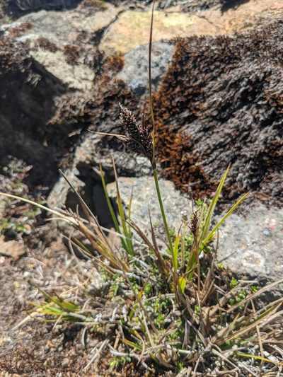 Carex orothanatica, photographed by Trevor Van Loon