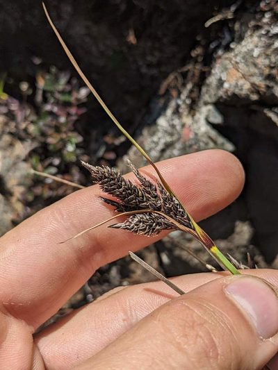 Carex orothanatica, photographed by Trevor Van Loon