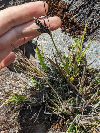 Carex orothanatica, photographed by Trevor Van Loon