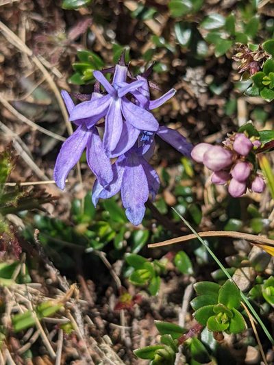 Lobelia irasuensis, photographed by Trevor Van Loon
