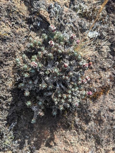 Westoniella triunguifolia, photographed by Trevor Van Loon