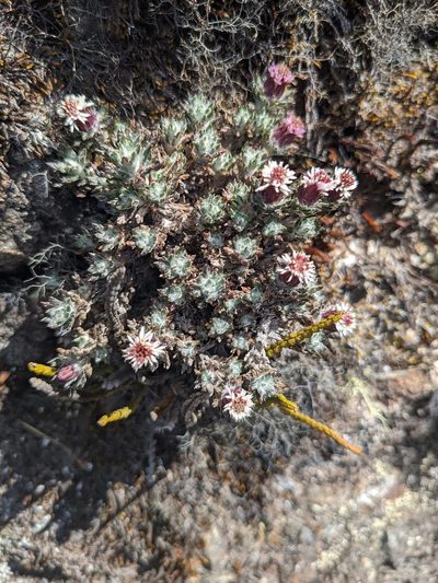 Westoniella triunguifolia, photographed by Trevor Van Loon