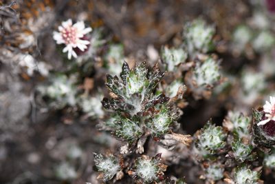 Westoniella triunguifolia, photographed by Trevor Van Loon