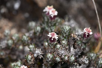 Westoniella triunguifolia, photographed by Trevor Van Loon