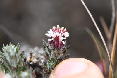 Westoniella triunguifolia, photographed by Trevor Van Loon