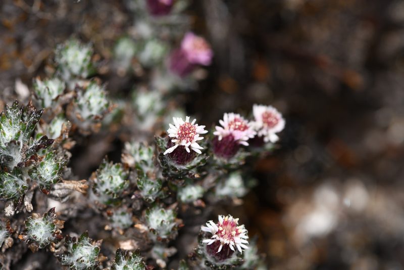 Westoniella triunguifolia, photographed by Trevor Van Loon