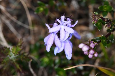 Lobelia irasuensis, photographed by Trevor Van Loon