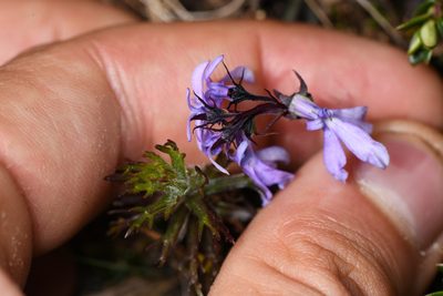 Lobelia irasuensis, photographed by Trevor Van Loon