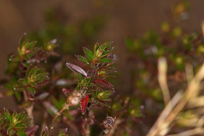 Chaetolepis cufodontisii, photographed by Trevor Van Loon