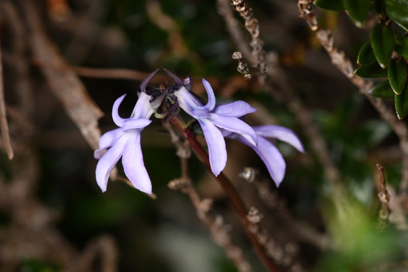 Lobelia irasuensis, photographed by Trevor Van Loon