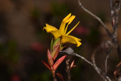 Chaetolepis cufodontisii, photographed by Trevor Van Loon