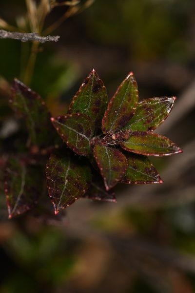 Chaetolepis cufodontisii, photographed by Trevor Van Loon