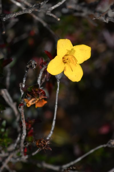 Chaetolepis cufodontisii, photographed by Trevor Van Loon