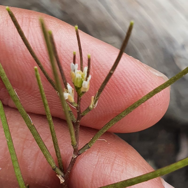 Arabis auriculata, photographed by Mehdi Chetibi