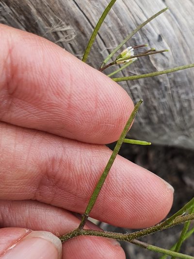 Arabis auriculata, photographed by Mehdi Chetibi