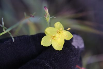 Eulobus californicus, photographed by Millie Basden