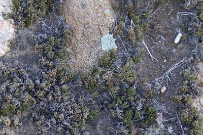 Selaginella bigelovii, photographed by Millie Basden
