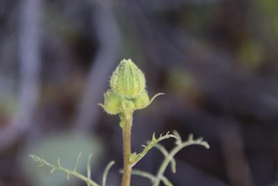 Chaenactis artemisiifolia, photographed by Millie Basden